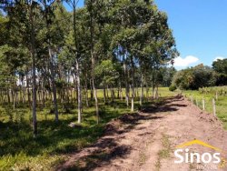 Sítio de 6,00 hectares em Lomba Grande  