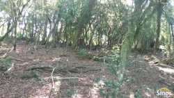 Sítio de 2,00 hectares em Lomba Grande 