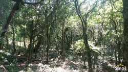 Sítio de 2,00 hectares em Lomba Grande 