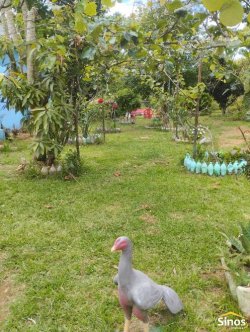 Sítio de 2,00 hectares em Lomba Grande 