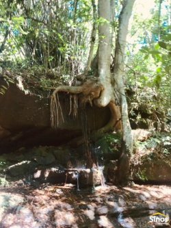 Sítio com 4,00 hectares em Lomba Grande  