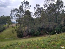 Sítio com 2,00 hectares em Lomba Grande 