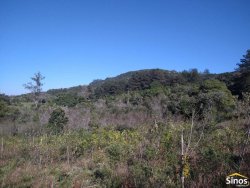 Sítio com 12,00 hectares no bairro Ipiranga  