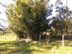 Sítio com 17.474m² no bairro Lomba Grande  