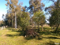 Sítio com 17.474m² no bairro Lomba Grande  