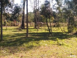 Sítio com 17.474m² no bairro Lomba Grande  