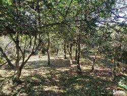 Sítio com 10,00 hectares no bairro Lomba Grande 