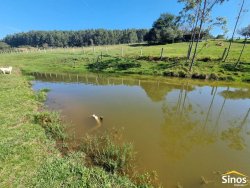 Sítio com 10,00 hectares no bairro Lomba Grande 