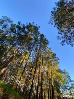 Sítio com 5.000m² para locação no bairro Lomba Grande  