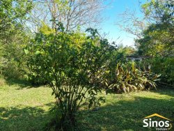 Sítio com 3,7 hectares no bairro Lomba Grande 