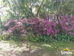 Sítio com 3,7 hectares no bairro Lomba Grande 