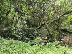 Chácara com 4,00 hectares no bairro Lomba Grande 