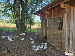 Chácara com 4,00 hectares no bairro Lomba Grande 