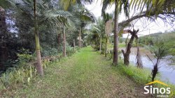 Sítio com 2,00 hectares no bairro Lomba Grande 