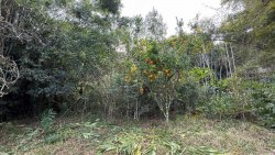 Sítio com 23.621,34m² no bairro Lomba Grande  
