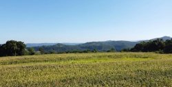 Sítio com 4,00 hectares no Morro do Pedro 