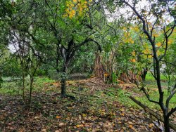 Terreno na Área Central de Lomba Grande