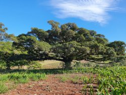 Área de 12,5 hectares 