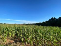 Sítio com 7,0 hectares no bairro Lomba Grande