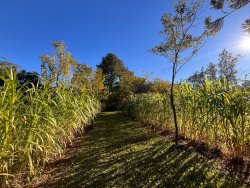 Sítio de 2 hectares na Lomba Grande